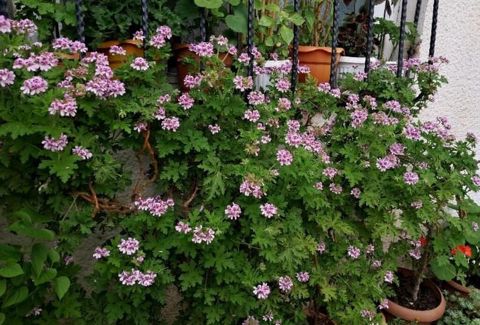 Ətirşah gülü (Pelargonium və ya Geranium) – xoş ətirli yarpaqları və — Bakı