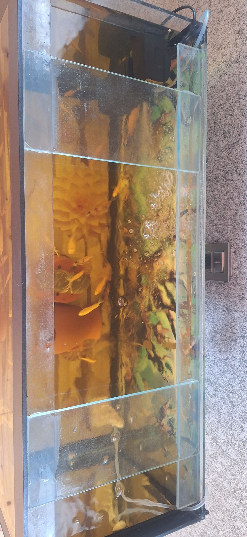 Dördbucaq akvarium, Balıqlarla birlikdə, 96 l, Ünvandan götürmə — Akvariumlar və balıqlar, Bakı (2)