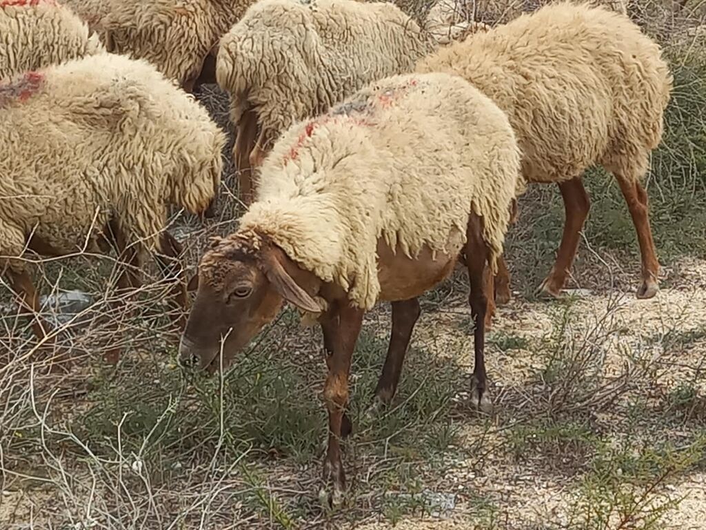 Salam tam saglam heyvanlardir 25 bas ana qoyundur isdeyen elaqe — Kənd təsərrüfatı heyvanları, Fatmayı (3)