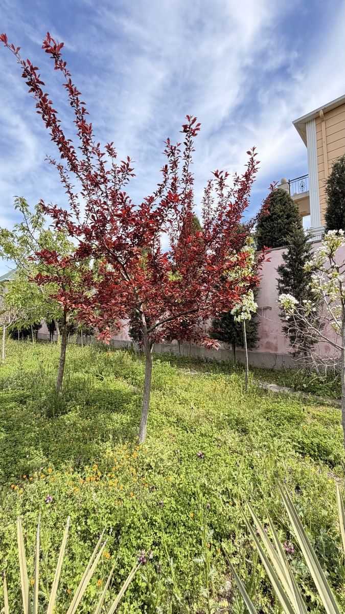 Satılır 4 otaqlı həyət evi/bağ evi 140 m² — Ev, villa, Bakı (5)