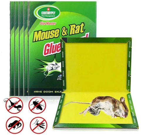 Rat kley kitab — Bakı