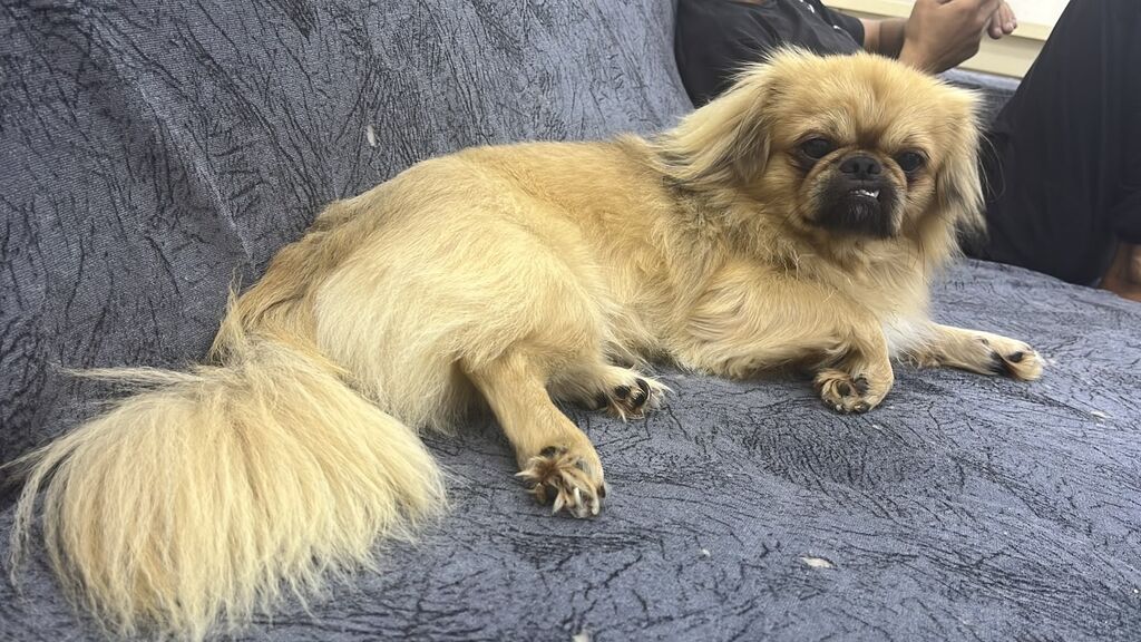 Pekines, 7 ay, Erkək — Köpəklər, Digah (3)