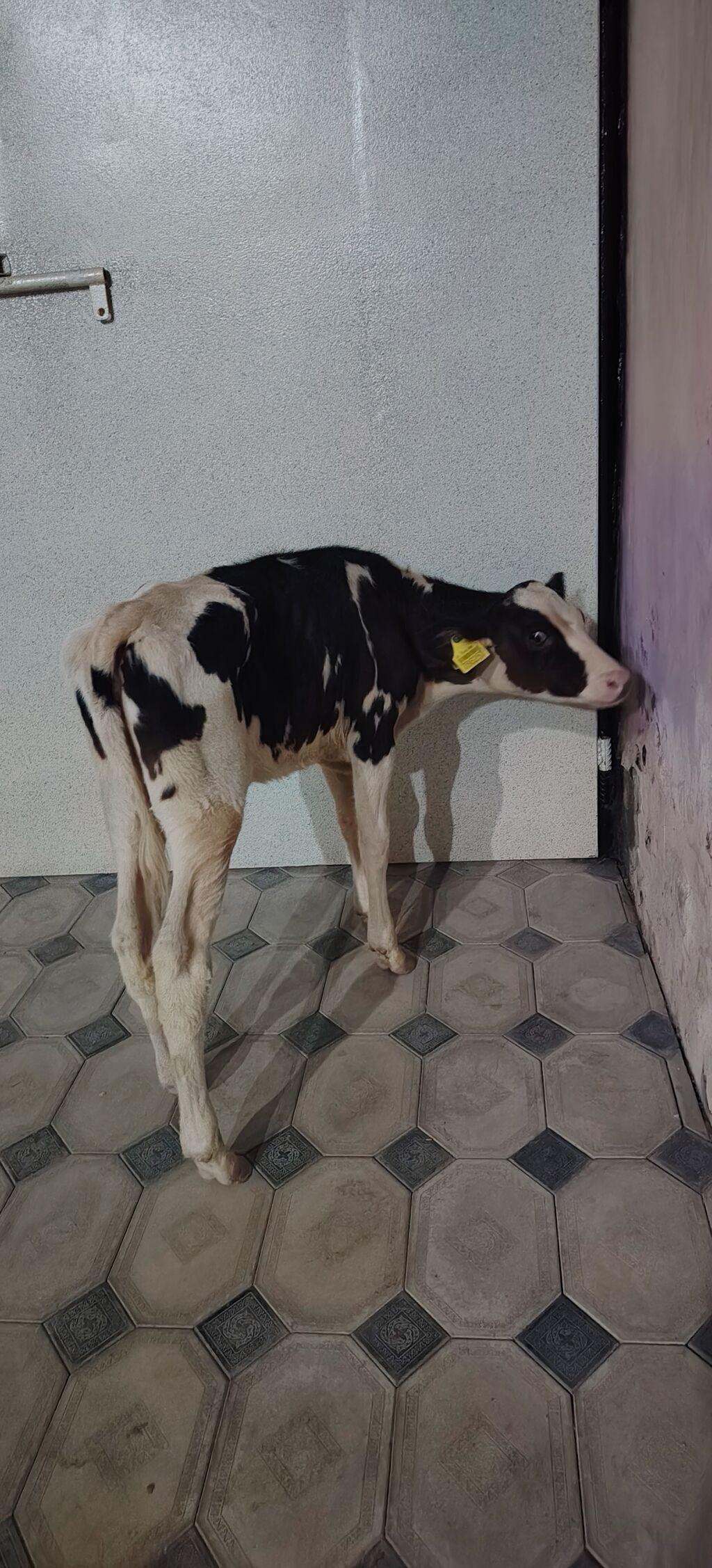 Dana, buzov, Dişi, Holsteyn, Simental, ay: 1, 85 kq, Damazlıq, Südlük, Ətlik — Kənd təsərrüfatı heyvanları, Ağdaş (3)