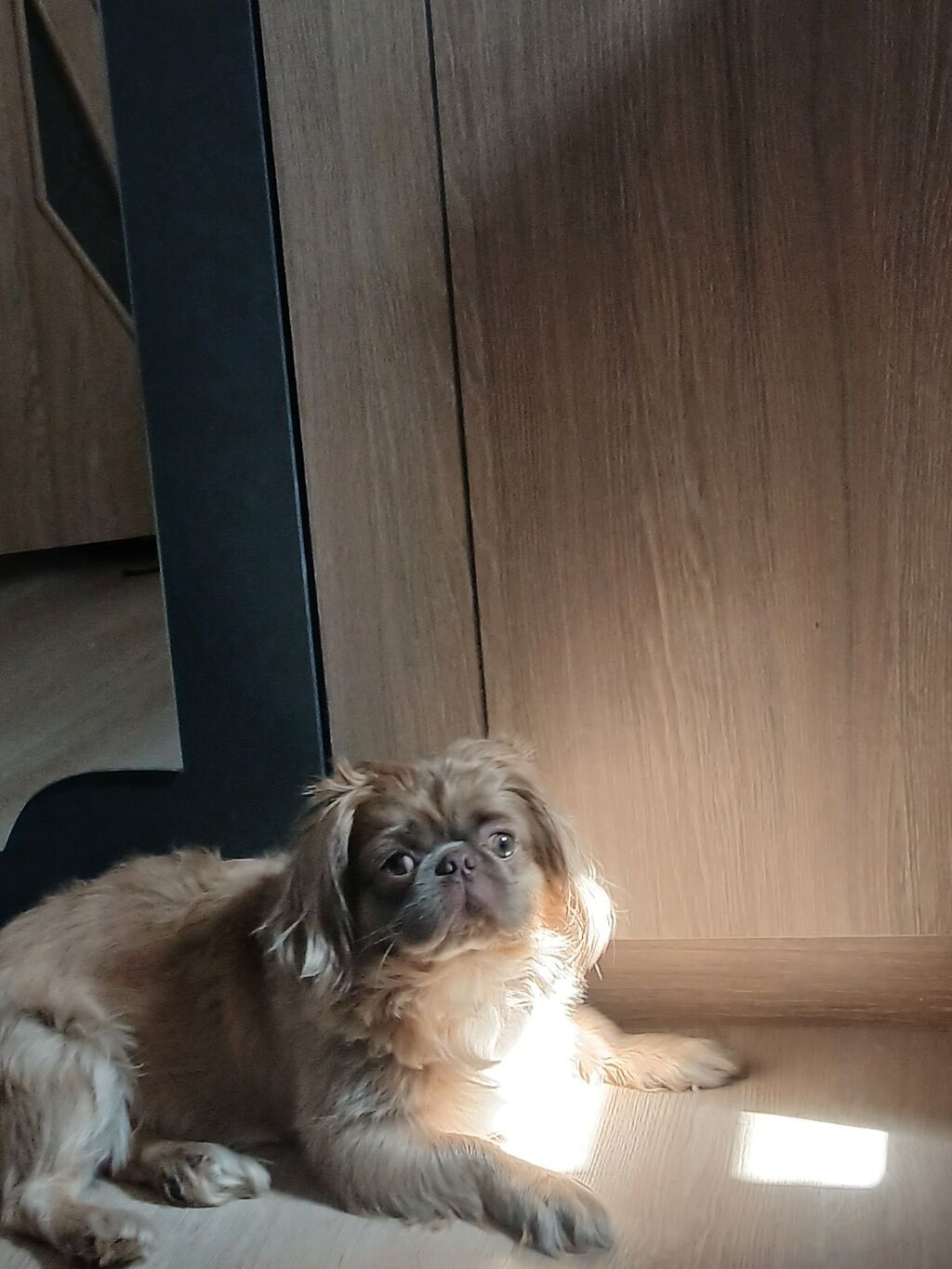 Pekines — Köpəklər, Gəncə (3)