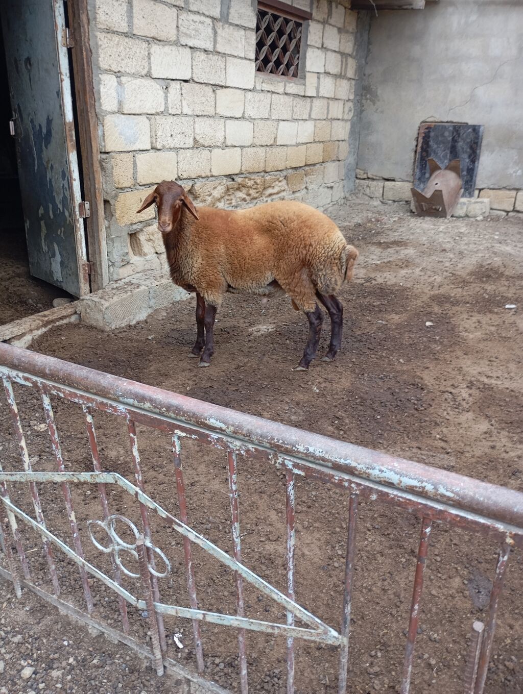 7 aylıq erkey — Kənd təsərrüfatı heyvanları, Masazır (2)