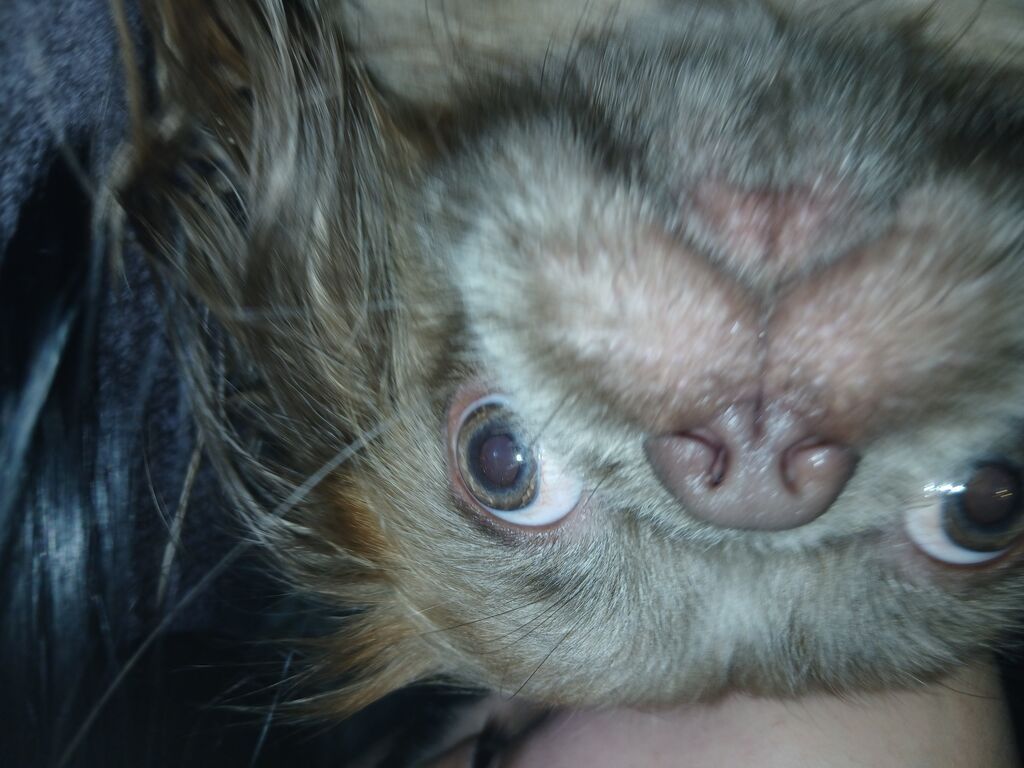 Pekines — Köpəklər, Gəncə (5)
