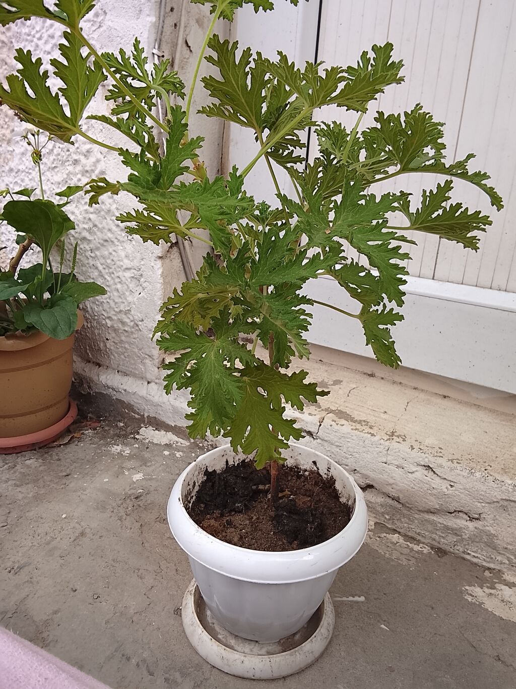 Ətirşah gülü (Pelargonium və ya Geranium) – xoş ətirli yarpaqları və — Bitkilər, Bakı (4)