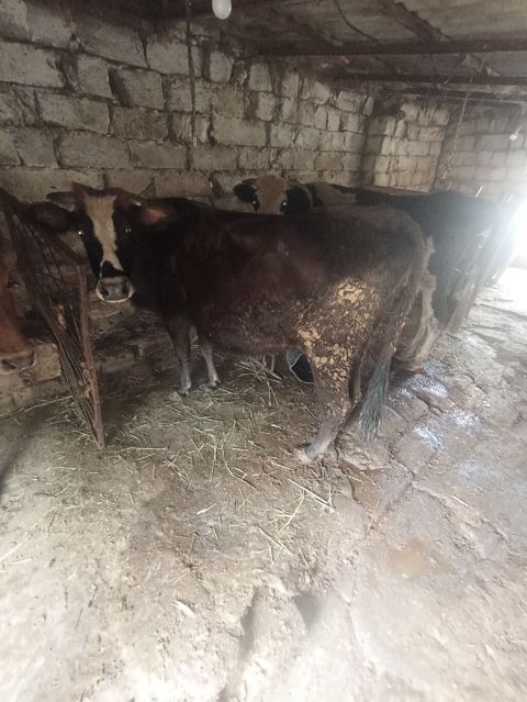 Dişi, il: 3, 250 kq, Damazlıq, Südlük, Ətlik — Xırdalan