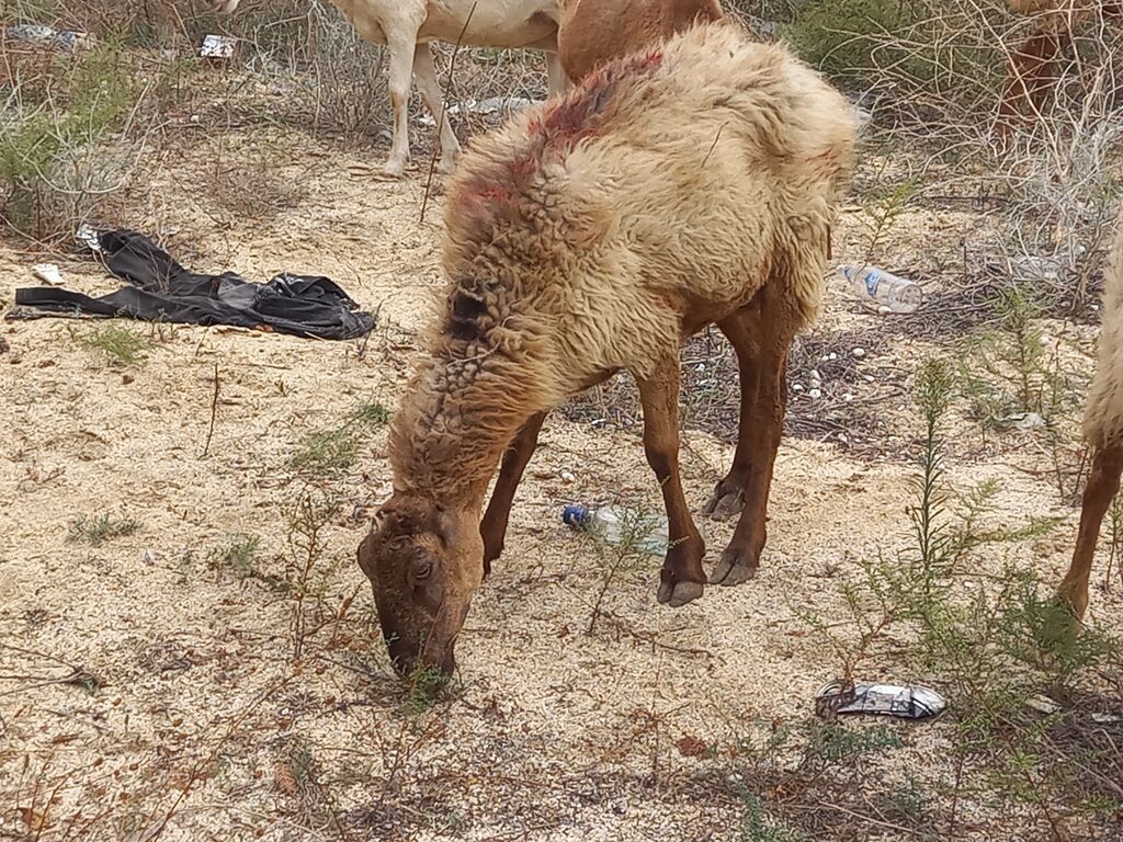 Dişi, il: 4, Ətlik, Damazlıq, Ödənişli çatdırılma — Kənd təsərrüfatı heyvanları, Fatmayı (6)