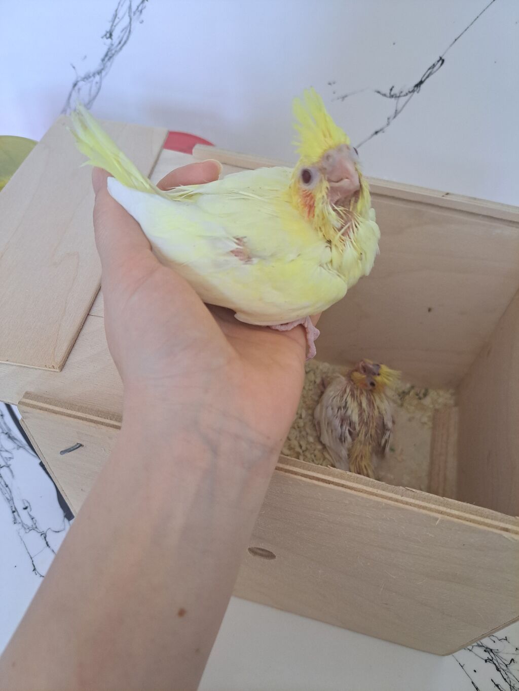 Qirmizi goz lutino balalari satilir saglam vitaminli temiz balalardi — Tutyun papağayı, Sumqayıt (4)