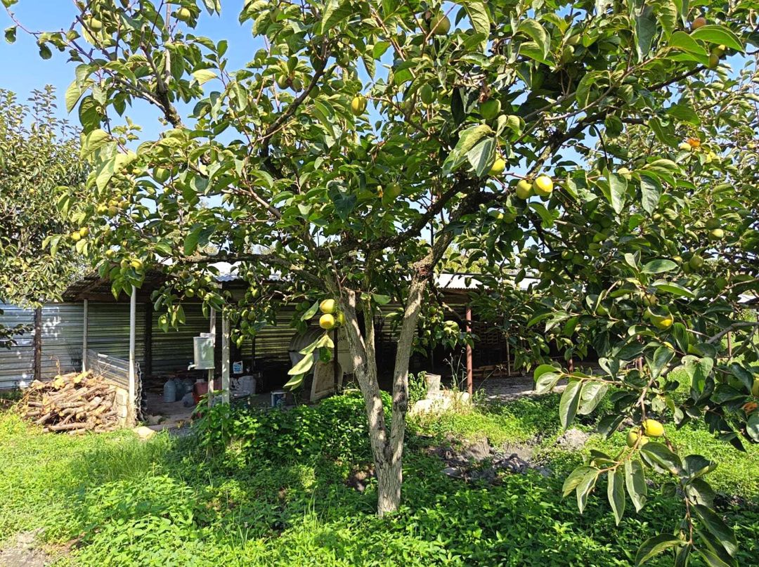 Satılır torpaq 152 sot — Torpaq, Göyçay (7)