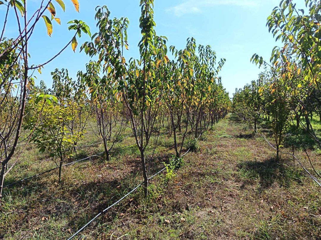 Satılır torpaq 152 sot — Torpaq, Göyçay (11)
