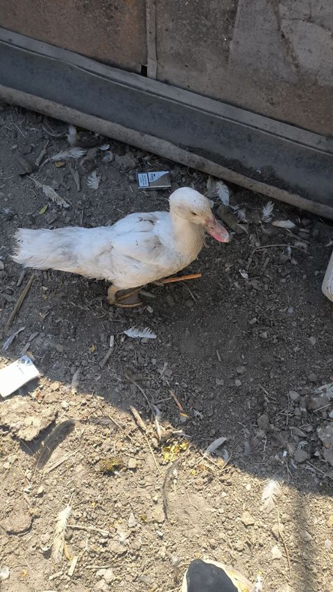Lal ördəklər satılır ataları macar olub — Şəki