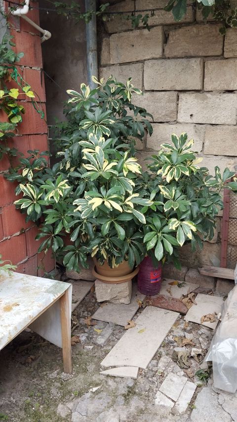 Satılır: dekorativ saksı bitkiləri dəsti - Schefflera arboricola — Xırdalan