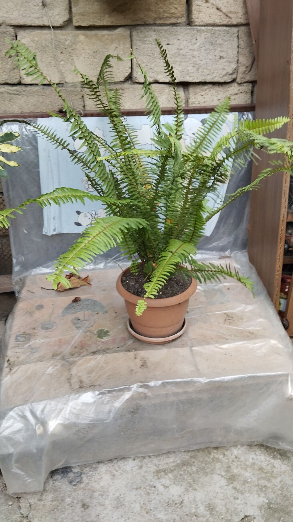 Satılır: dekorativ saksı bitkiləri dəsti - Schefflera arboricola — Qapı bitkələri, Xırdalan (3)