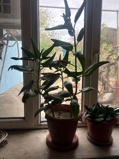 Kalanxoe (Bryophyllum daigremontianum – “uşaqlı kaktus”) – saksıda — Bakı