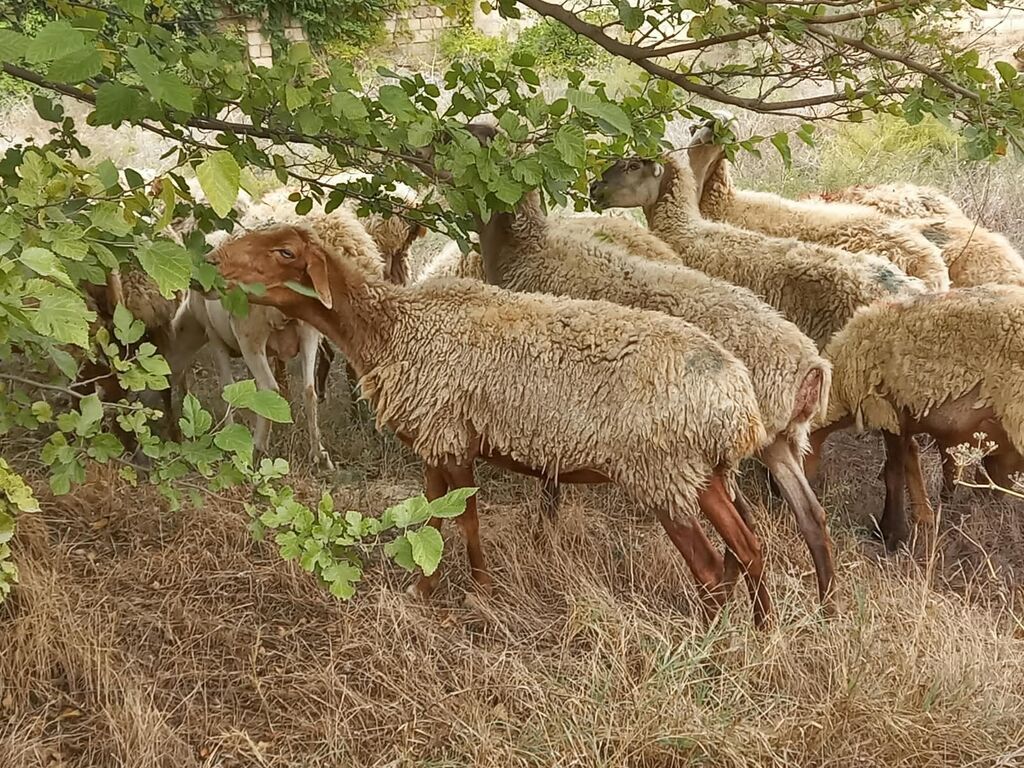 Salam tam saglam heyvanlardir 25 bas ana qoyundur isdeyen elaqe — Kənd təsərrüfatı heyvanları, Fatmayı (6)