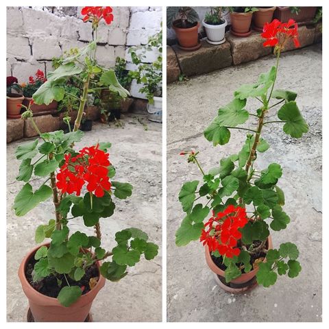 Qırmızı çiçəkli sardunya (Pelargonium) – saksıda yetişdirilmiş — Bakı