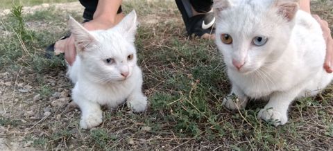 Van, Dişi, Yaxşı əllərə, Ünvandan götürmə — Masazır