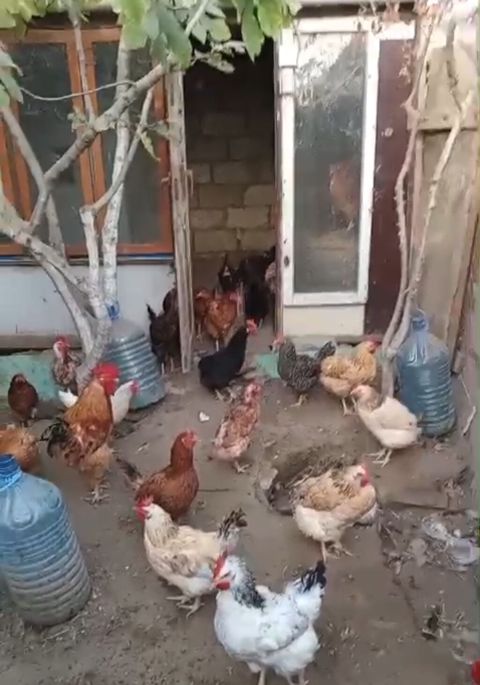Məhsul: Ev şəraitində saxlanılan toyuqlar yumurtaliq, 250 başdır — Mehdiabad
