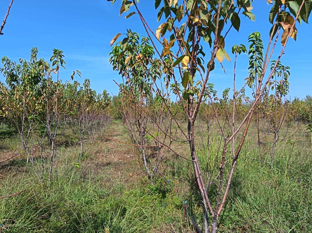 Satılır torpaq 152 sot — Torpaq, Göyçay (9)