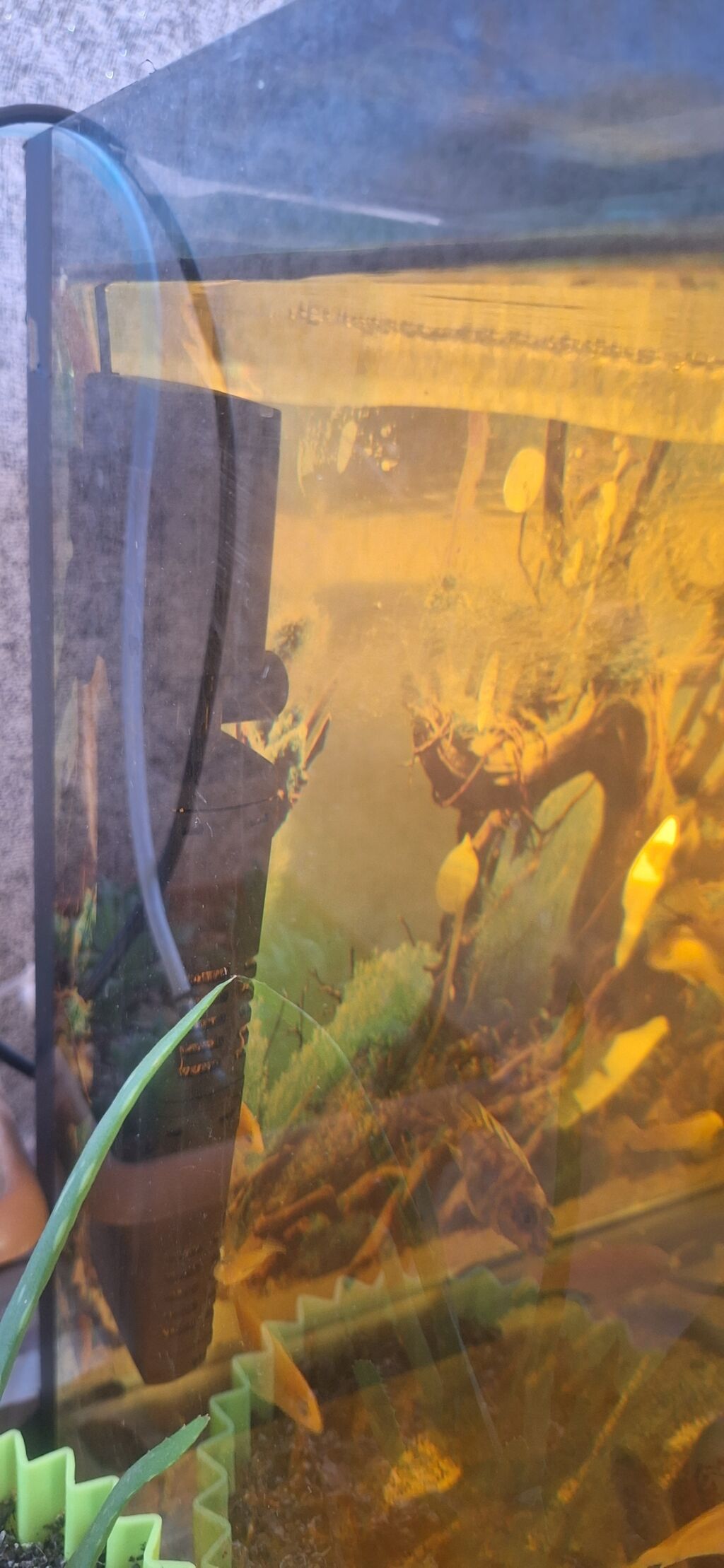 Dördbucaq akvarium, Balıqlarla birlikdə, 96 l, Ünvandan götürmə — Akvariumlar və balıqlar, Bakı (4)