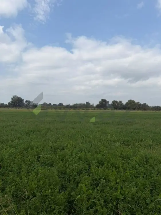 114 sot Torpaq Satılır, Xaçmaz — Xaçmaz