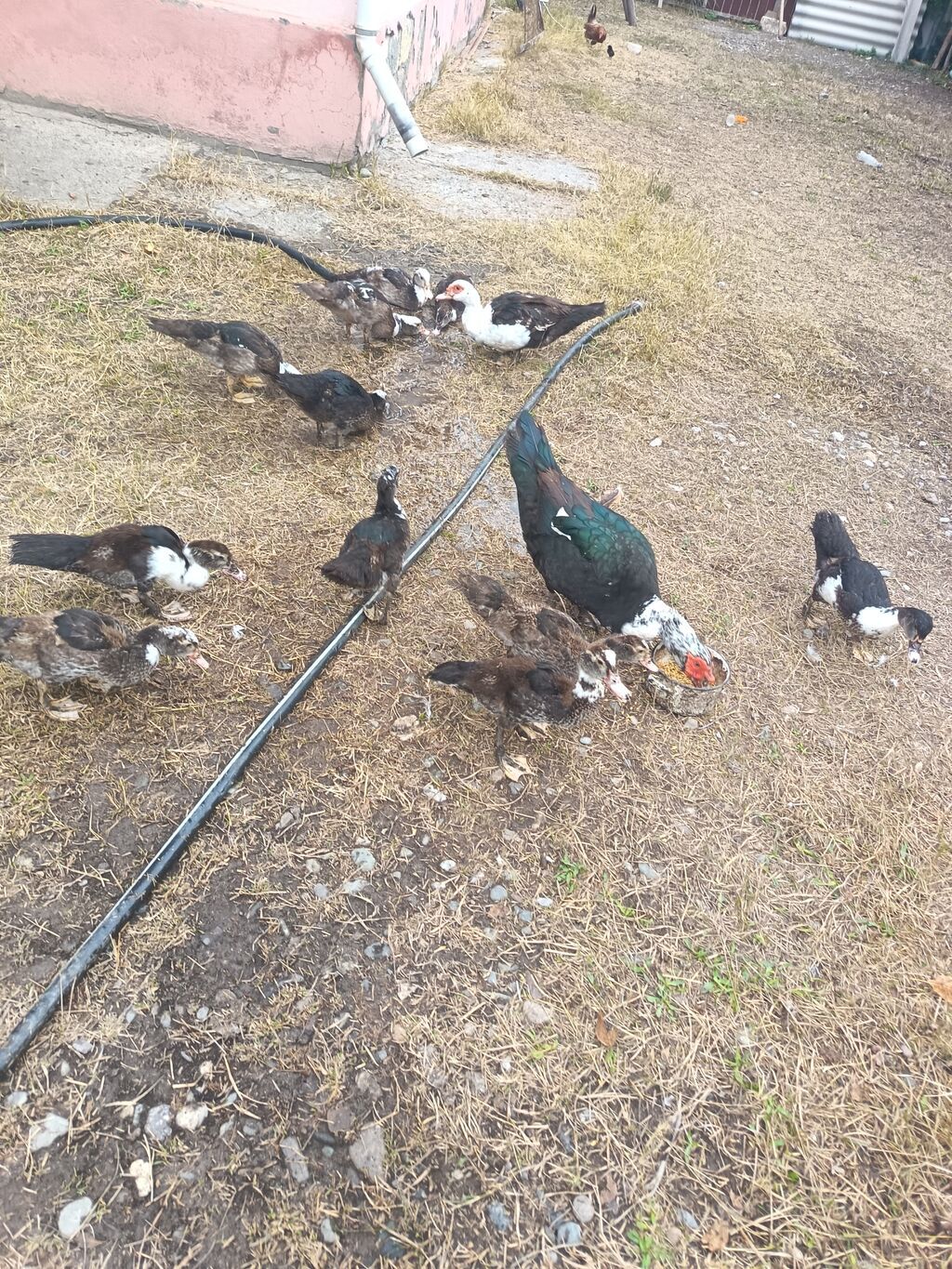 Muscovy ördəkləri (indo-ördəklər) – qarışıq rənglərdə sürü — Digərləri, Ağdam (5)