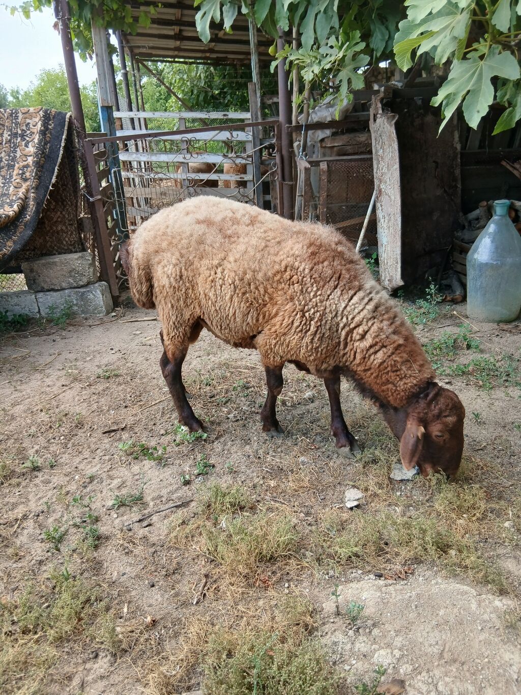 Salam damazdığ cins qoç satıram 2 yaşı var heyvanın.heyvan yaxşı — Kənd təsərrüfatı heyvanları, Digah (6)