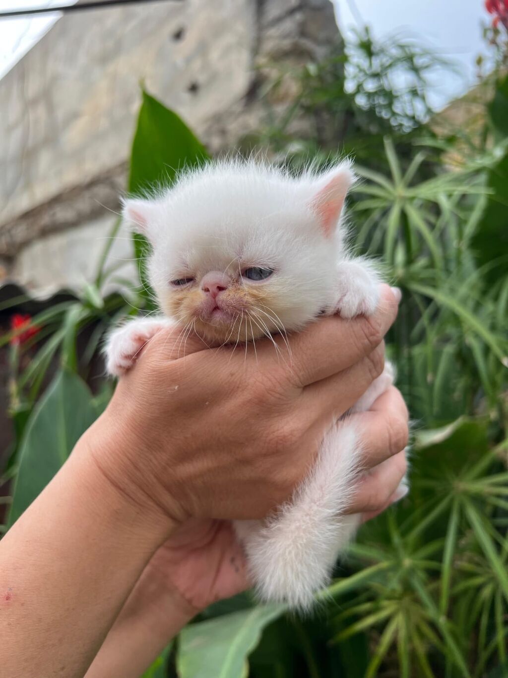 Ekzot — Pişiklər, Bakı (9)