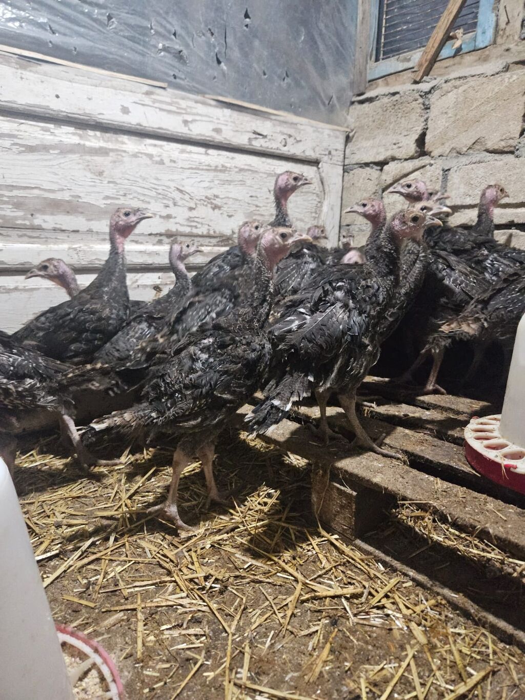 Hinduşka. 35 ədəd. amerikan bronz sortu. 2 aylıq. kom satılır — Digərləri, Bərdə (5)