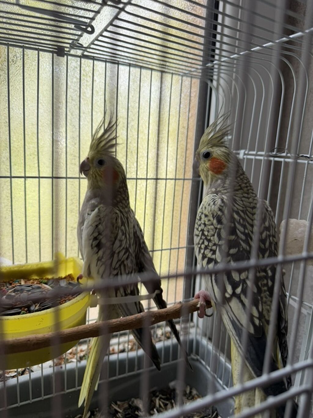 Nymph (kokatiel) papağan cütlüyü – qəfəsdə saxlanılan, baştacı (toqqa) — Tutyun papağayı, Bakı (2)