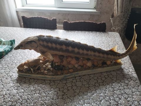 Fiqur — Bakı