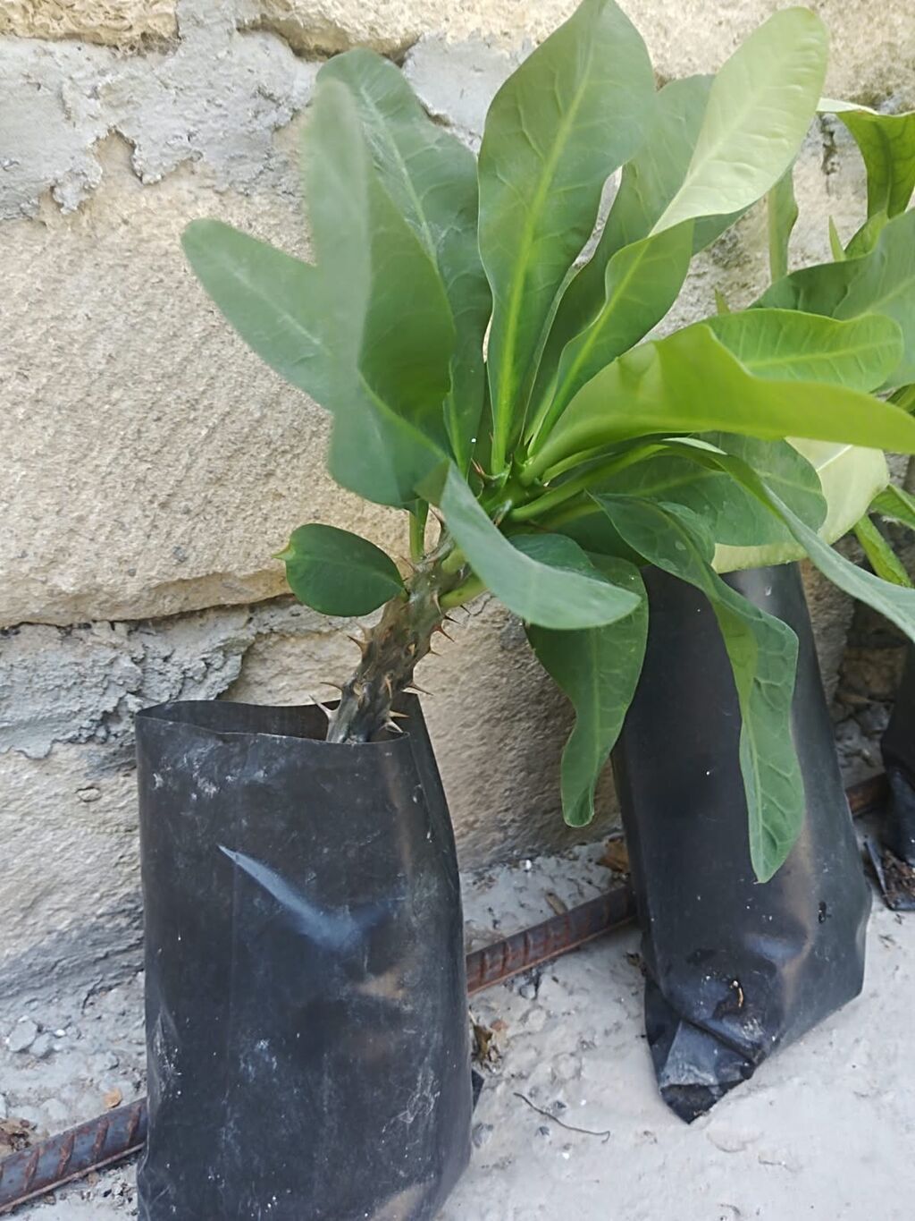 Otaq bitkiləri fidanları – torflu polietilen torbalarda Mövcud — Qapı bitkələri, Qobustan (5)