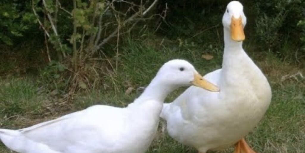 Ağ Pekin ördəkləri – cütlük - Cins: Pekin (ağ lələklər, narıncı dimdik — Digərləri, Bərdə
