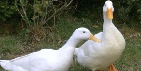 Ağ Pekin ördəkləri – cütlük - Cins: Pekin (ağ lələklər, narıncı dimdik — Bərdə