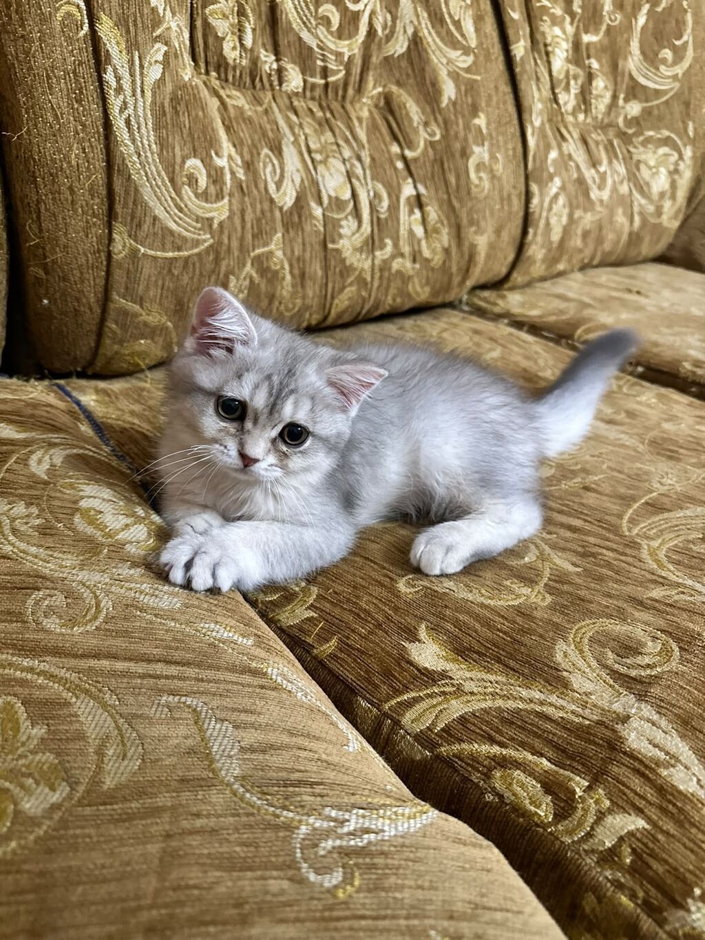 Şinşilla, Yaxşı əllərə — Pişiklər, Bakı (5)
