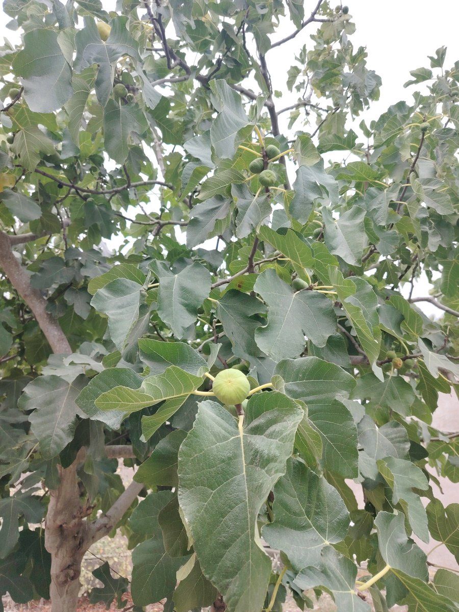 Satılır torpaq 15 sot — Torpaq, Bakı (11)