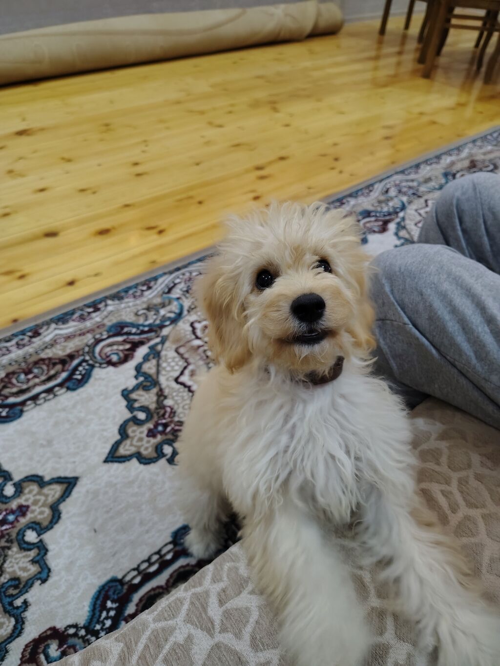 Pudel, 3 ay, Dişi — Köpəklər, Bakı (5)