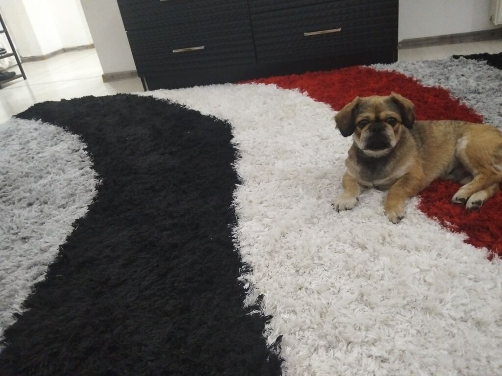 Pekines, 3 ay, Erkək, Peyvəndli — Köpəklər, Digah (2)