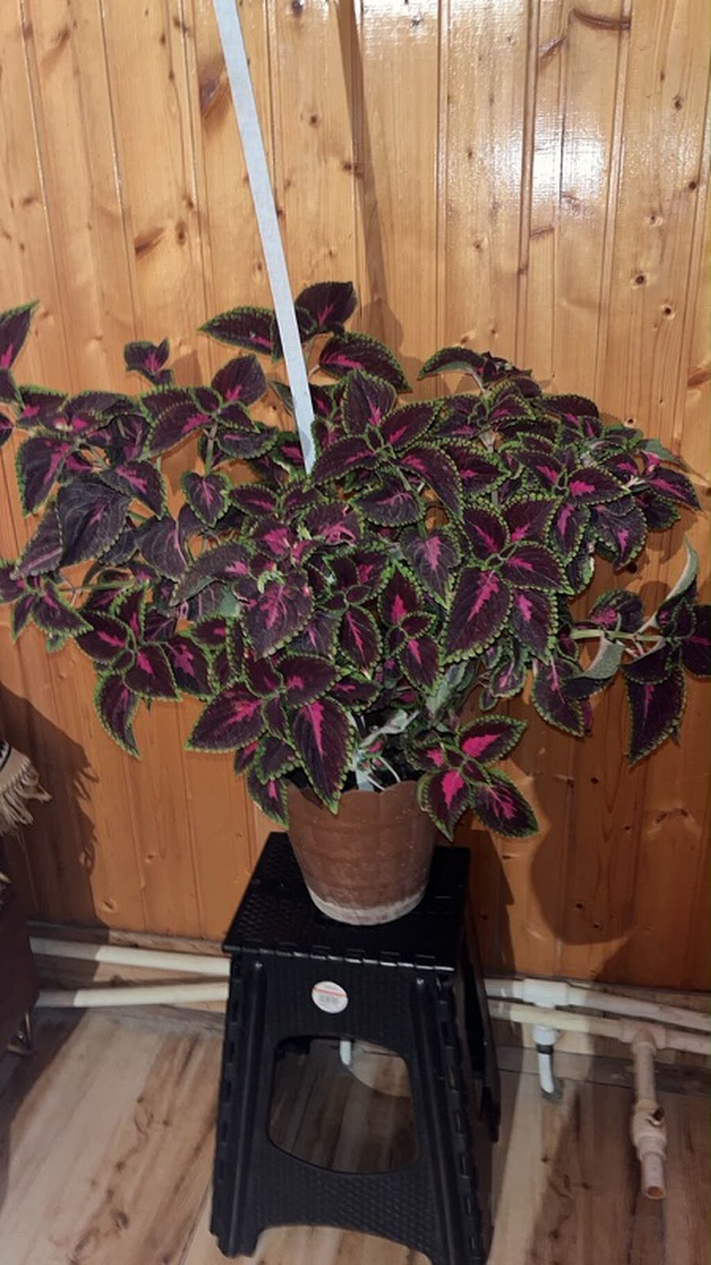 Kolyoz (Coleus) dekorativ yarpaq bitkisi – saksıda - Növ: Coleus — Qapı bitkələri, Sumqayıt