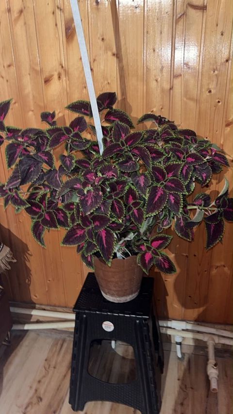 Kolyoz (Coleus) dekorativ yarpaq bitkisi – saksıda - Növ: Coleus — Sumqayıt