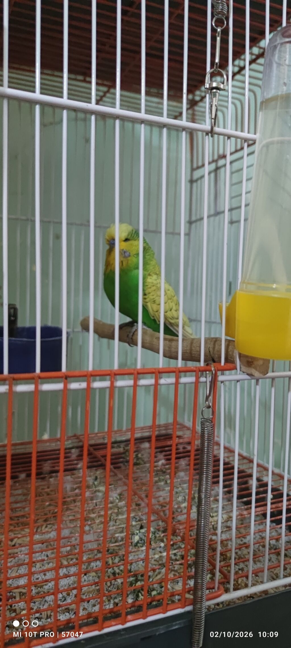 Şou jumbo ilə cexin qarışığı erkek 1 yaş 7 aylıqdır bir dəfə bala — Tutyun papağayı, Gəncə