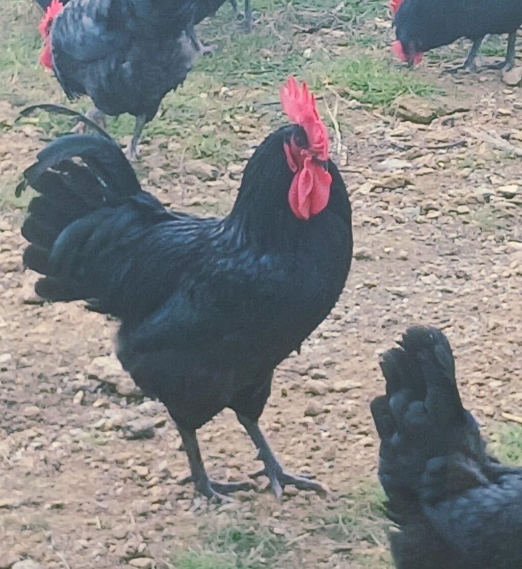 Toyuq, Australorp, Damazlıq — Toyuq və xoruz, Digah