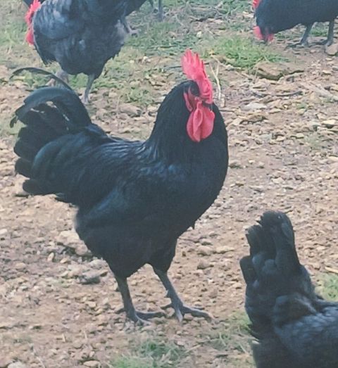 Toyuq, Australorp, Damazlıq — Digah