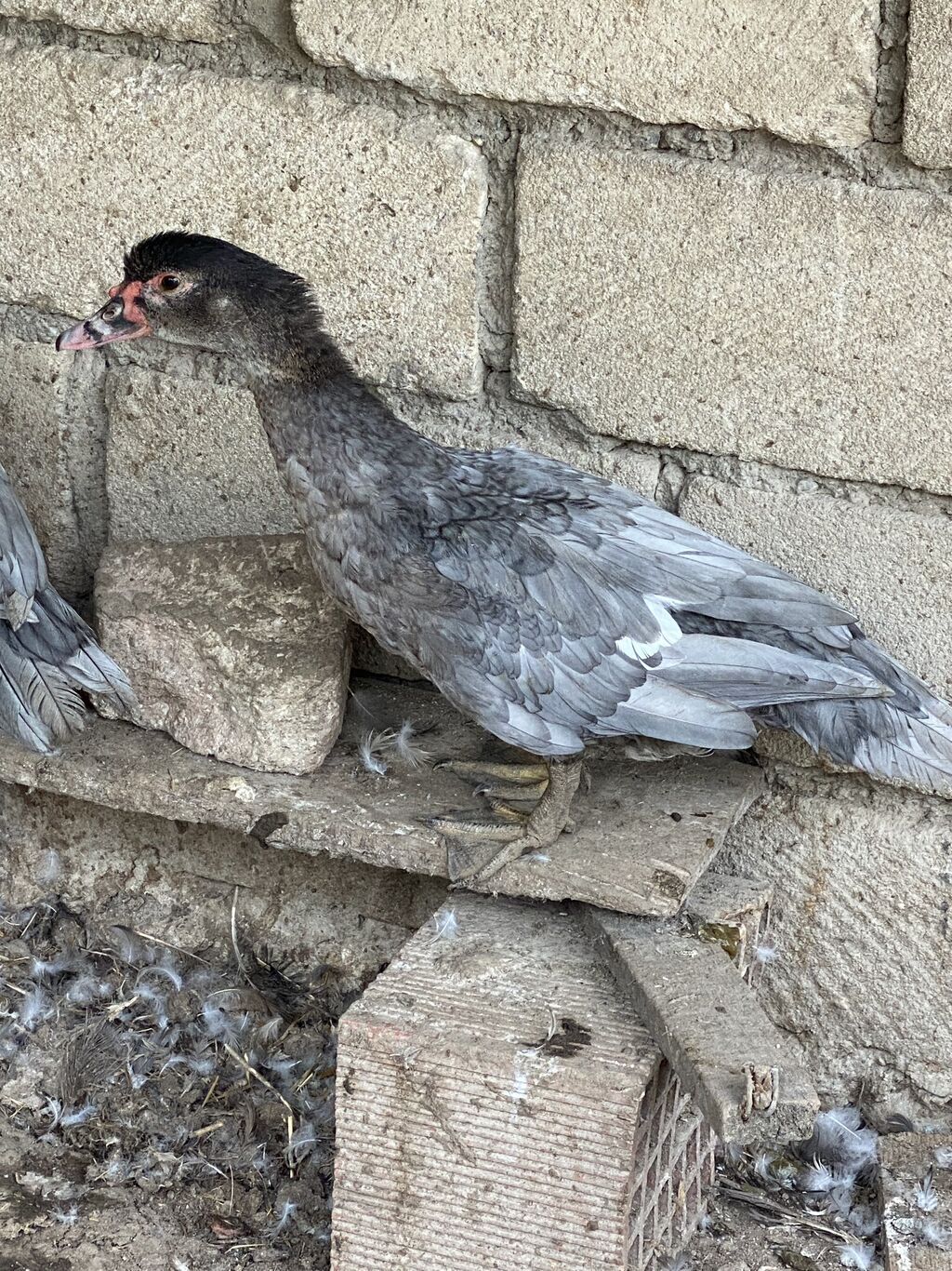 Macar kül rəngi lal ördəklər tam sağlamdılar 7 aylıqdılar — Digərləri, Gəncə (2)