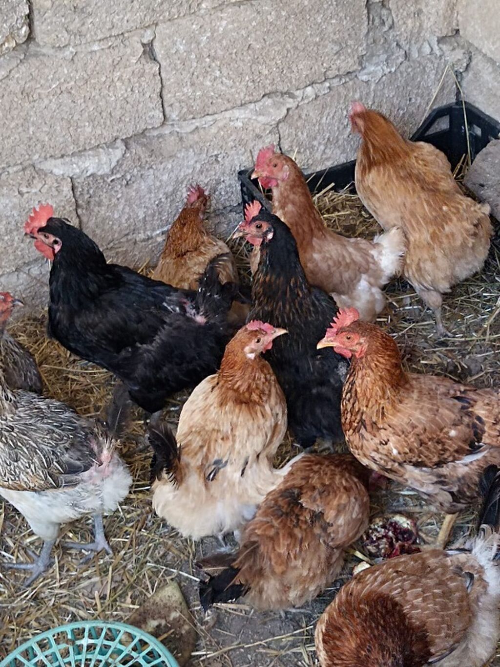 Məhsul: Ev quşları – toyuqlar (qarışıq rəng və cinslər) Təsvir — Toyuq və xoruz, Digah (4)