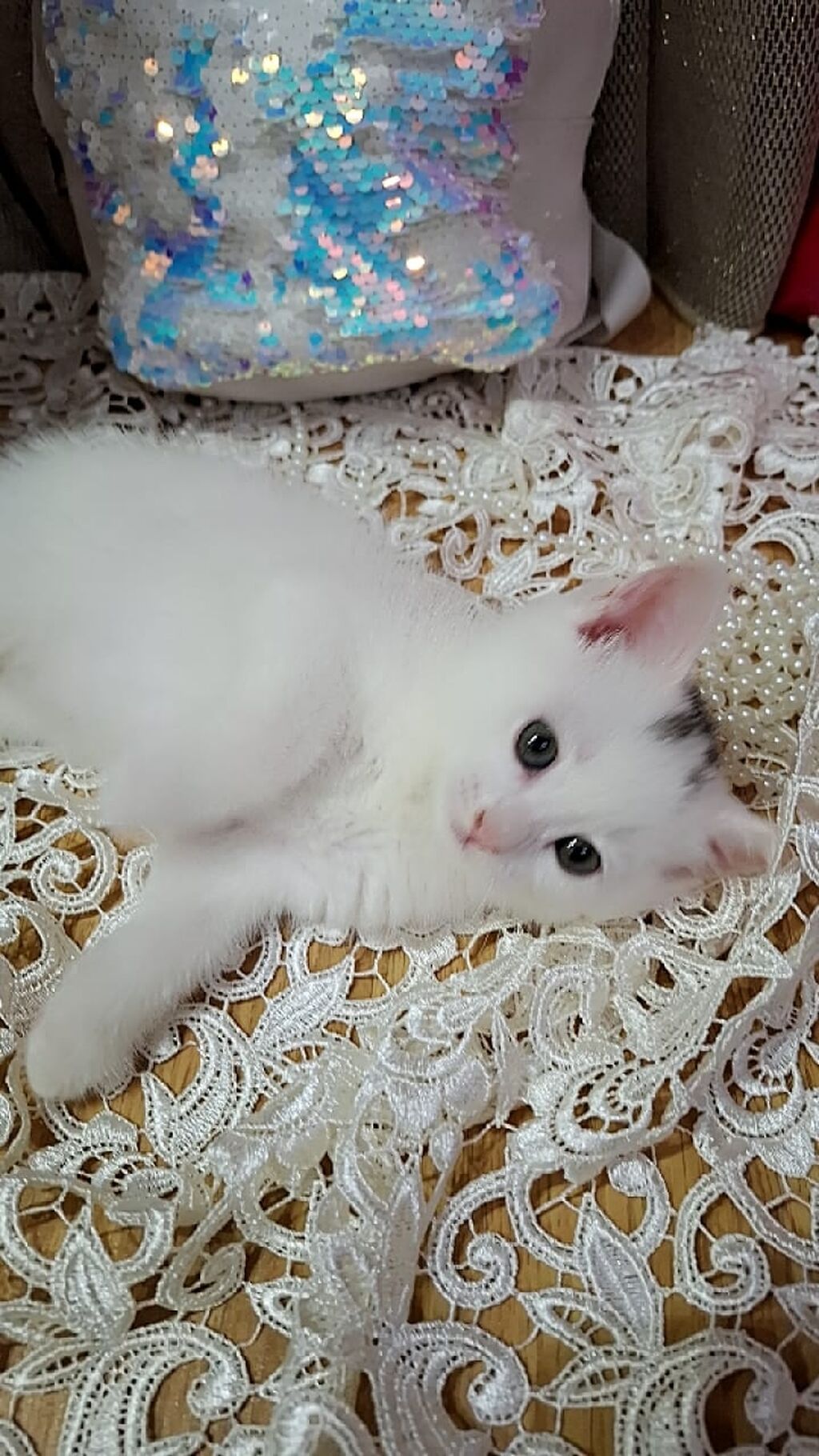 Ağ rəngdə, qısa tüklü balaca pişik balası. Şirin üzü, iri qulaqları və — Pişiklər, Bakı (6)