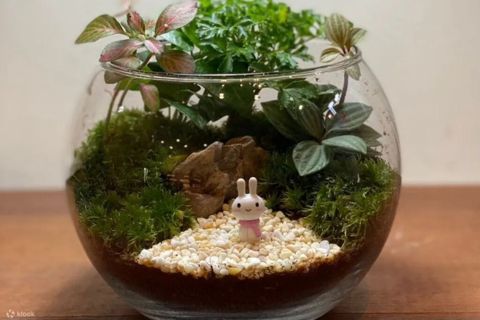 Şüşə qabda mini terrarium – dekorativ masaüstü hədiyyəlik - Ev, ofis — Bakı
