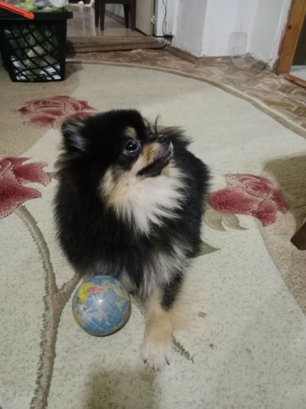 Şpitz, 6 ay — Köpəklər, Bakı (4)